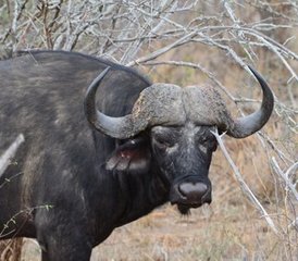 4 Day Safari in Kruger Park via Blyde River Canyon on Panorama Route in South Africa - Photo 5