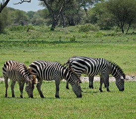 5 Day Safari to Discover Tanzania's Wildlife Splendor - Photo 2