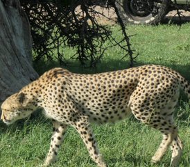 5 días de safari económico en Masái Mara, el lago Nakuru y el Parque Nacional de Hell's Gate, Kenia - Photo 3