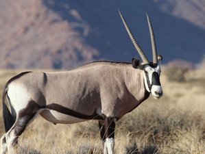 3 Day Taste of Namibia Private Guided Safari in Sossusvlei and Namib Desert