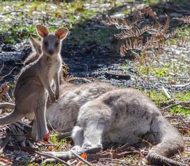 2 Tage Great Ocean Road Wildnis Tour von Melbourne nach Adelaide in Australien - Photo 3