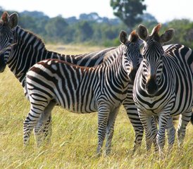 15 Tage Walking-Safari in Luangwa-Nationalparks, Bangweulu-Sümpfen und mehr in Sambia - Photo 3