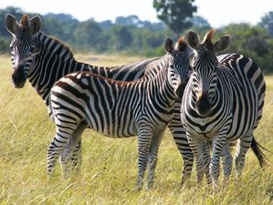 15 Days Walking Safari in Luangwa National Parks, Zambia