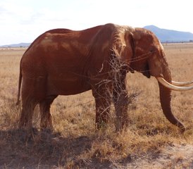 4 días del mejor safari en Tsavo Este, Amboseli y Tsavo Oeste, Kenia - Photo 3