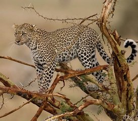 4 días de safari en coche por los parques nacionales de Tsavo Este, Tsavo Oeste y Amboseli en Kenia desde Mombasa - Photo 4