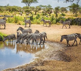 3 jours safari économique au parc national de Mikumi, Tanzanie - Photo 5