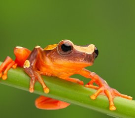 56 Tage Lagartococha Abenteuer Wildtier-Tour im Cuyabeno-Reservat in Ecuador - Photo 1