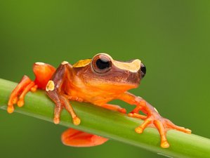 6 Day Lagartococha Adventure Wildlife Tour in Cuyabeno Reserve in Ecuador