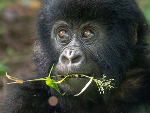 3 jours en stage face à face avec les gorilles au parc national des gorilles de Mgahinga, Ouganda