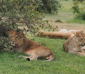 13 jours en stage familial de safari animalier au Kenya et séjour à Diani Beach - Photo 4