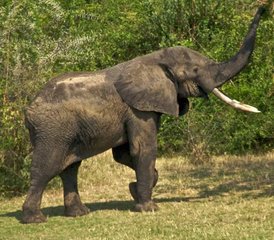 14 días de fascinante safari por la Perla de África en los parques de Uganda con caminatas y cruceros en barco - Photo 3