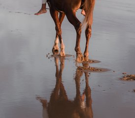 84 Day Escape to Argana: Equestrian Fairy Tale Horse Riding Holiday in Morocco - Photo 1