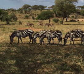 3-Daagse Safari in Kenya: Beste van Tsavo Oost en West Avontuur in de wildernis - Photo 5