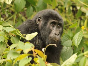 8 Day Gorillas, Chimps, and Big Five Safari in Uganda's Kibale, Queen Elizabeth, and Bwindi NPs