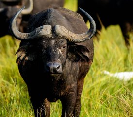 2 jours en stage de safari dans le parc national Queen Elizabeth, Ouganda - Photo 4