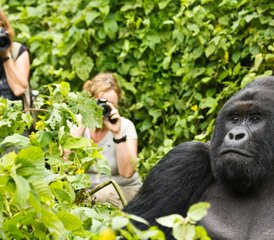 14 jours safari gorilles à Murchison Falls avec croisière, Ouganda - Photo 1