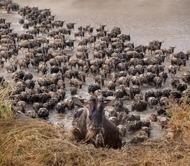 04 Day Ndutu Safari: Witness The Great Migration Calving Season in Tanzania - Photo 1
