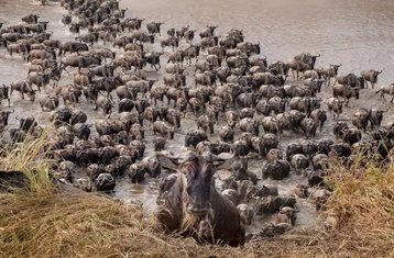 4 jours safari à Ndutu pour observer la grande migration pendant la saison des naissances, Tanzanie