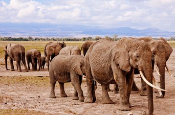 8 Tage Klassische Kenia Tierwelt Safari in einigen der besten Nationalparks in Kenia