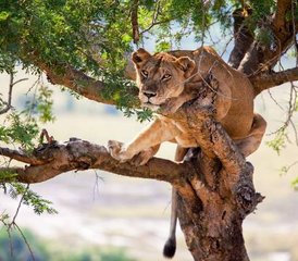 03 Tage Abenteuer Safari im Queen Elizabeth National Park in Uganda - Photo 1