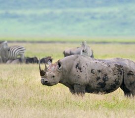 3 Day Tarangire, Manyara, and Crater Small Group Safari in Tanzania - Photo 3