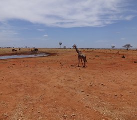 3 Tage Tsavo Nationalpark Safari in Kenia - Photo 3
