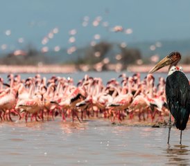 5 Day Lake Nakuru, Lake Naivasha, and Masai Mara Safari in Kenya with the Big Five and Birdwatching - Photo 4