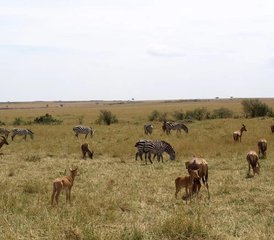 3 Tage Tsavo East und Amboseli Road Safari in Kenia - Photo 5