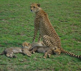 5 jours safari rêve d’astronome au Serengeti, Ngorongoro et Tarangire, Tanzanie - Photo 4