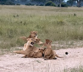 8 Tage Botswana und Simbabwe Safari: Entdecken Sie Victoriafälle, Chobe und das Delta - Photo 3
