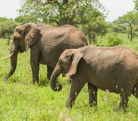 3 jours safari de la migration des gnous en Tanzanie, Tanzanie - Photo 4
