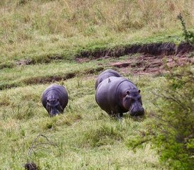 7 días de safari privado de acampada en Tanzania - Photo 4