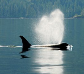 6 Day Johnstone Strait and Broughton Archipelago Expedition with Whale Watching in Canada - Photo 4