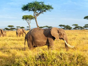 5 Day Masai Mara and Lake Nakuru Private Budget Safari in Kenya