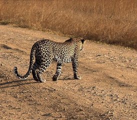 3 jours safari dans le parc national de Mikumi en Tanzanie et village masaï en jeep - Photo 4