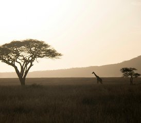 11 Tage Luxus-Safari in Tansania und Sansibar Insel-Tour - Photo 2