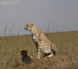 6 Day Authentic Vacation Adventure Tanzania Private Safari - Photo 4