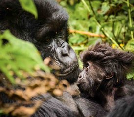 4 jours safari gorilles à Murchison Falls avec croisière, Ouganda - Photo 5