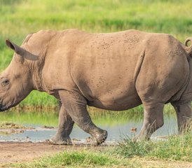 115 jours de safari économique au lac Manyara et au Ngorongoro en Tanzanie - Photo 1