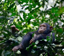 8 Day Exclusive Primates and Wildlife Mid-Range Safari in Uganda - Photo 3