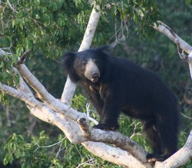 3 Day Sinharaja Rainforest and Yala Safari Adventure in Sri Lanka - Photo 3