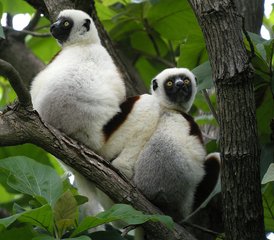 22-Daagse Privésafaritocht in Madagascar: Van Regenwouden en Tsingy tot Baobabs en Stranden - Photo 2