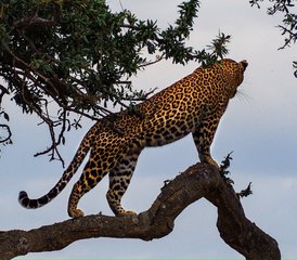 3 Tage Tsavo-Ost- und Taita-Hills-Safari in Kenia - Photo 3