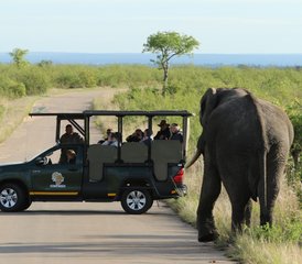 75 Tage Safari im Kruger-Nationalpark ab dem Kruger Mpumalanga Flughafen, Südafrika - Photo 1