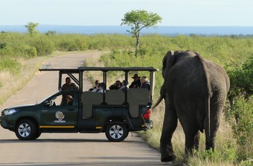 5 Tage Safari im Kruger-Nationalpark ab dem Kruger Mpumalanga Flughafen, Südafrika
