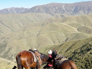 8 Day Autumn Cattle Muster on A High Country Station in Fairlie, New Zealand