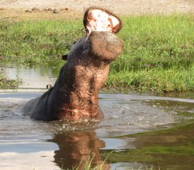 5-Daagse Big Five Safari in Moremi Game Reserve, Okavango Delta, Botswana - Photo 4