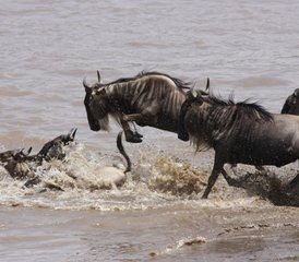 8 jours en safari camping économique au Kenya et en Tanzanie - Photo 2