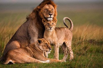 6-Daagse Safari Tour naar Aberdare, Lake Nakuru en Masai Mara in Kenia