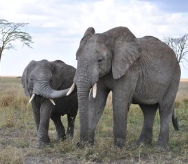 4 días de safari de lujo en Tarangire, Serengeti y Ngorongoro en Tanzania - Photo 4